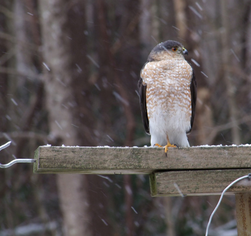 Accipiter, possibly a sharp-shinned hawk